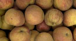 Pommes Boskoop