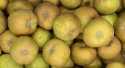 Pommes Canada grise