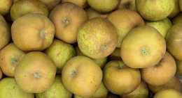 Pommes Canada grise
