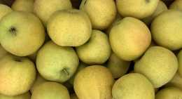 Pommes Chanteclerc