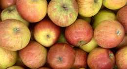 Pommes Cox Orange