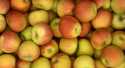 Pommes Dalireine