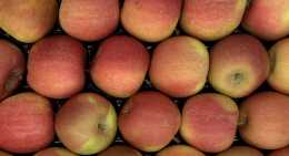 Pommes Fuji