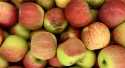 Pommes Reine reinette