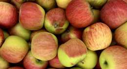 Pommes Reine reinette