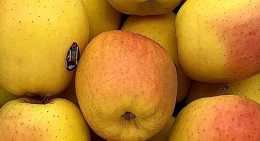 Pommes Tentation