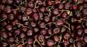 Cerises Regina