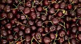 Cerises Regina