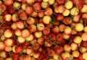Cerises Napoléon