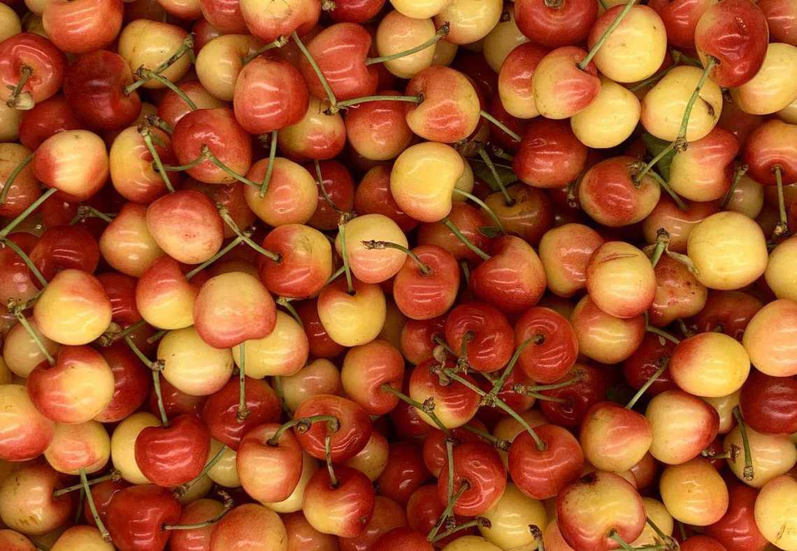 Cerises Napoléon