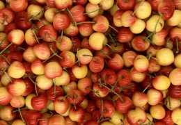 Cerises Napoléon