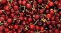 Cerises Van