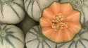 Melons Chiron