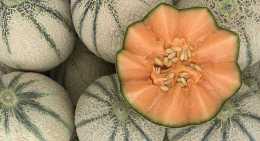 Melons Chiron