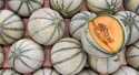 Melons Charentais