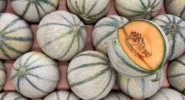Melons Charentais