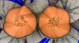 Melons Sicile
