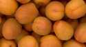Abricots Rambo
