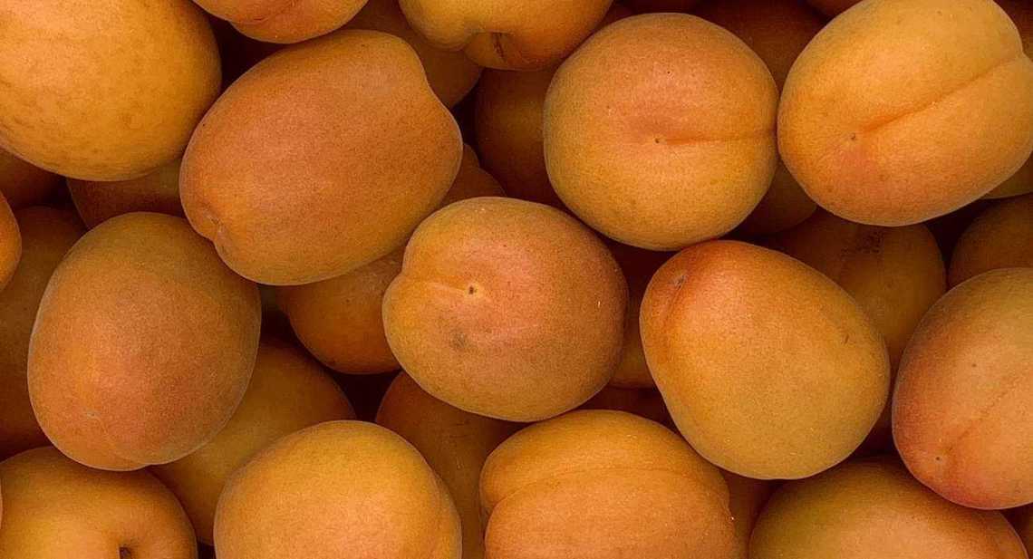 Abricots Rambo