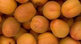 Abricots Rambo