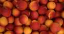 Abricots Orangered