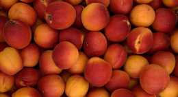 Abricots Orangered