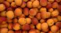 Abricots Sunnycot
