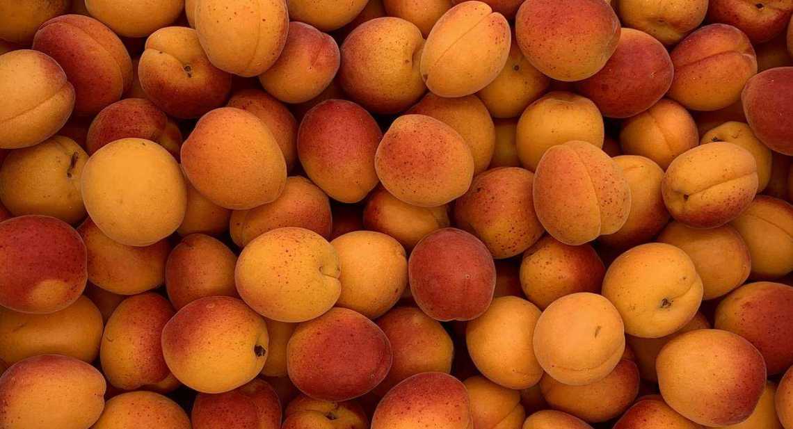 Abricots Sunnycot