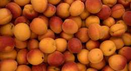 Abricots Sunnycot