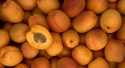 Abricots Goldrich