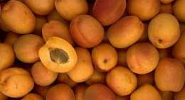 Abricots Goldrich