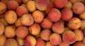 Abricots Digat