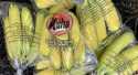 Bananes Frécinettes