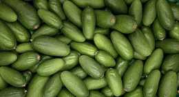 Avocats cocktail