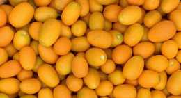 Kumquat