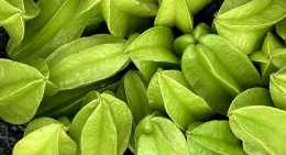 Carambole