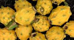 Pitaya Jaune