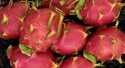 Pitaya Rouge
