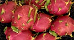 Pitaya Rouge