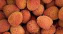 Litchis Litchi (bateau)