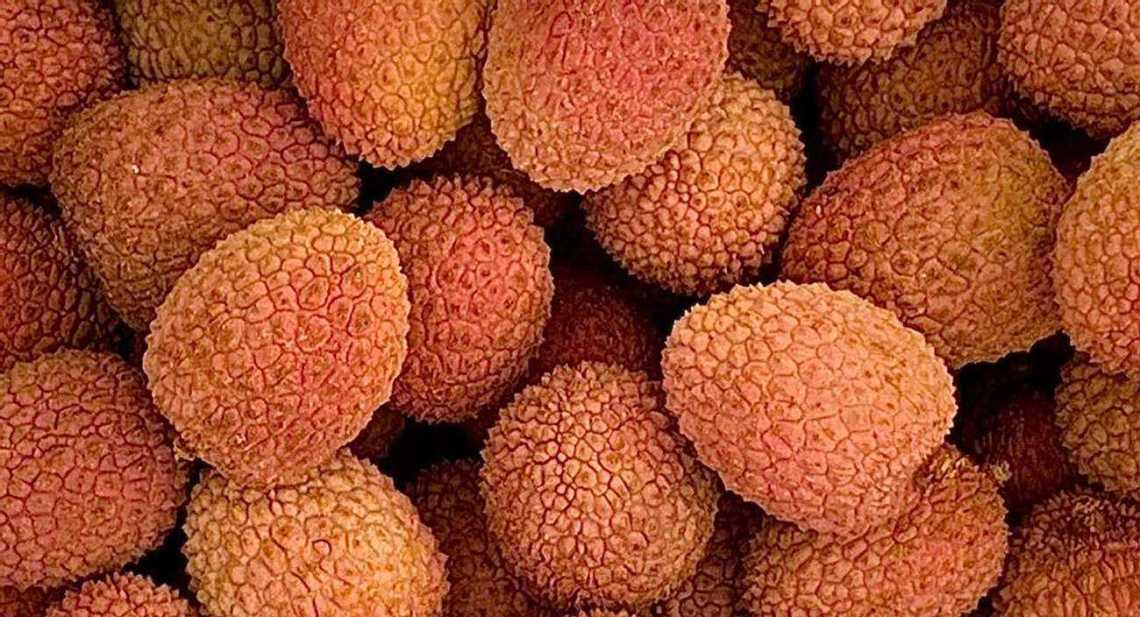 Litchis Litchi (bateau)