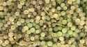 Raisins Blanc Chasselas