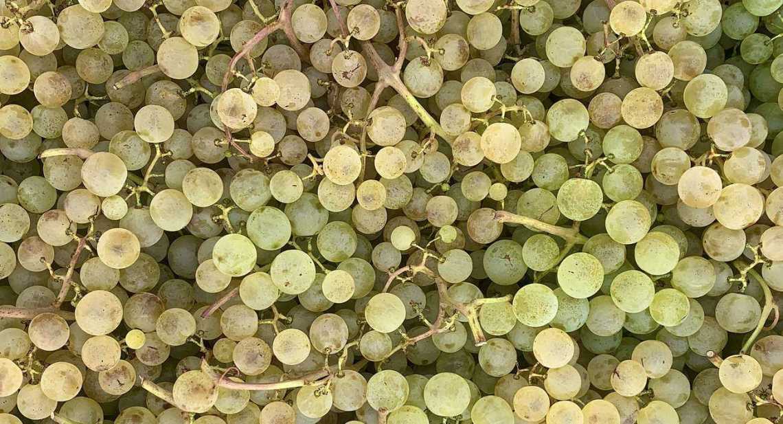 Raisins Blanc Chasselas