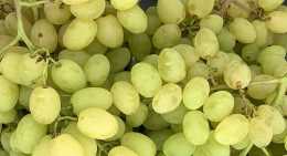 Raisins Blanc Vittoria