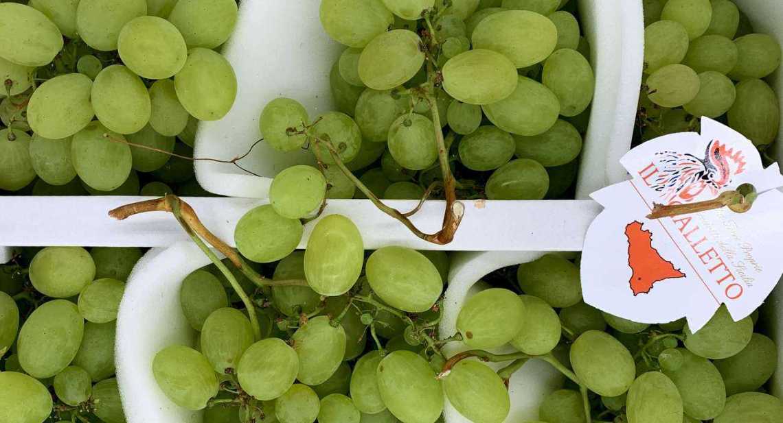Raisins Blanc Galletto