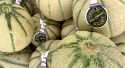 Melons Nogaret