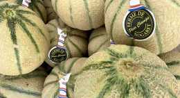 Melons Nogaret