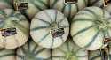 Melons Provence