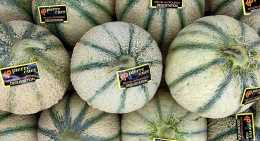Melons Provence