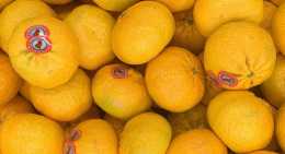 Mandarines Mandarine